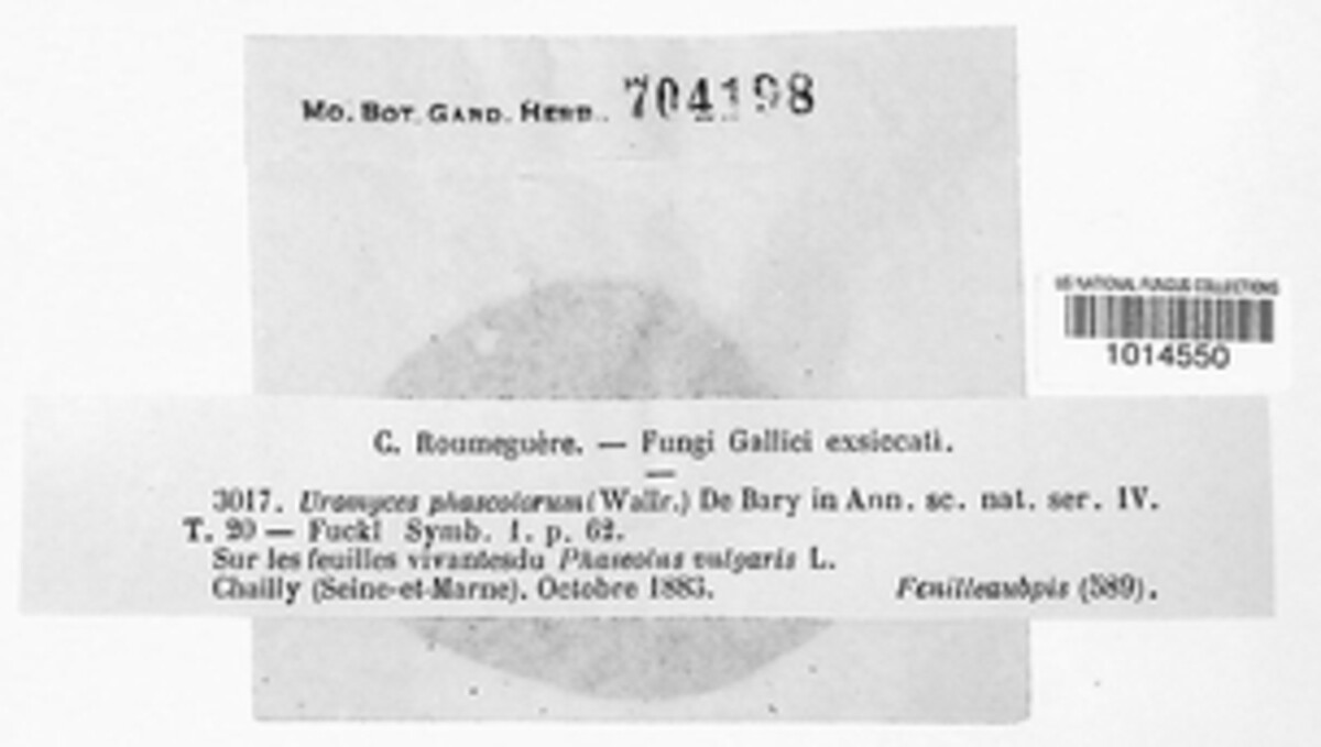 Uromyces appendiculatus image